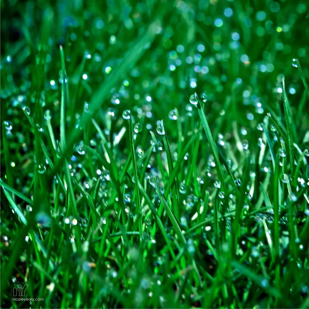 Peut-on tondre une herbe mouillée ?